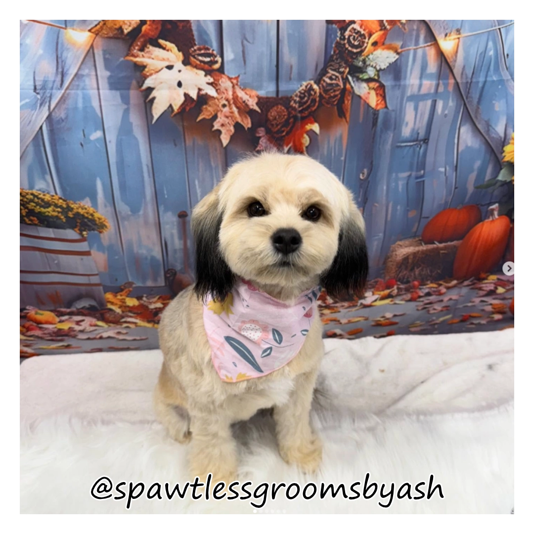 Sprockett's Doggy Day Camp Inc. (EAST) dog grooming listing photo